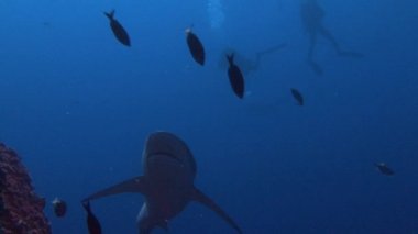 Köpekbalıkları Adası Roca Partida kapalı ile harika dalış.