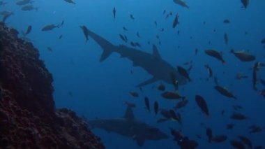 Köpekbalıkları Adası Roca Partida kapalı ile harika dalış.