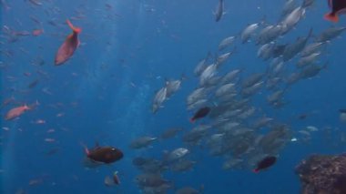 Trevallies balık sürüsü. Büyüleyici dalış Adası Roca Partida kapalı.