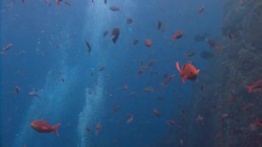 Büyüleyici dalış Adası Roca Partida kapalı.