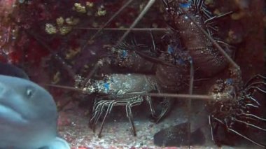 Huzursuz mahalle ıstakoz ve köpekbalıkları.