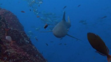 Köpekbalıkları Adası Roca Partida kapalı ile harika dalış.