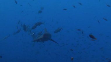Köpekbalıkları Adası Roca Partida kapalı ile harika dalış.