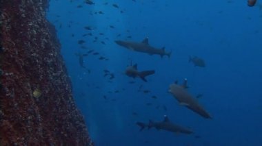 Köpekbalıkları Adası Roca Partida kapalı ile harika dalış.