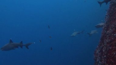 Köpekbalıkları Adası Roca Partida kapalı ile harika dalış.