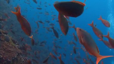 Büyüleyici dalış Adası Roca Partida kapalı.