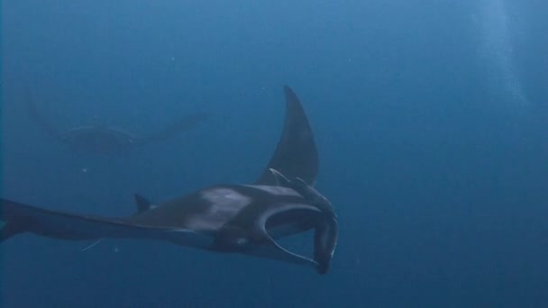 Mergulho incrível com os grandes raios de manta ao largo da ilha de Socorro no Oceano Pacífico. México . — Vídeo de Stock