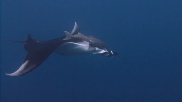 Plongée incroyable avec les grands raies manta au large de l'île Socorro dans l'océan Pacifique. Mexique . — Video