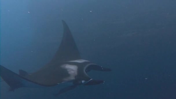 Erstaunliches Tauchen mit den großen Mantarochen vor der Insel Socorro im Pazifik. Mexiko. — Stockvideo