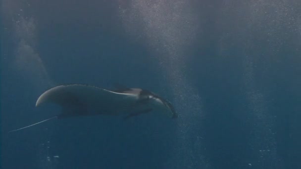 Plongée incroyable avec les grands raies manta au large de l'île Socorro dans l'océan Pacifique. Mexique . — Video