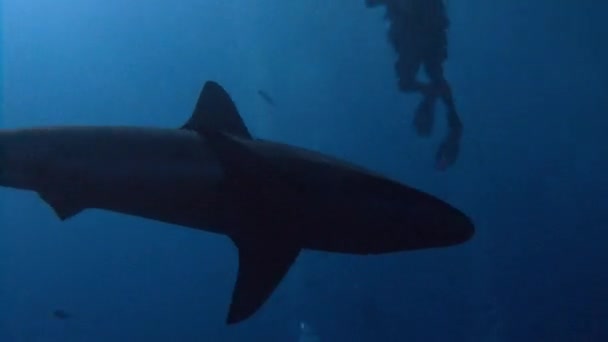 Fantastic dive with sharks off the island of ROCA Partida. — Stock Video