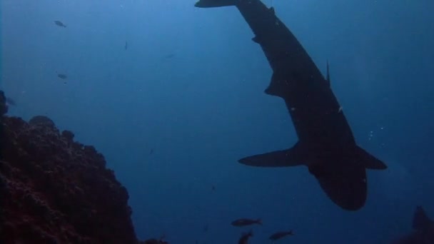 Fantástica inmersión con tiburones fuera de la isla de ROCA Partida . — Vídeos de Stock