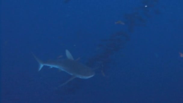 Fantastiska dyk med hajar utanför ön Roca Partida. — Stockvideo