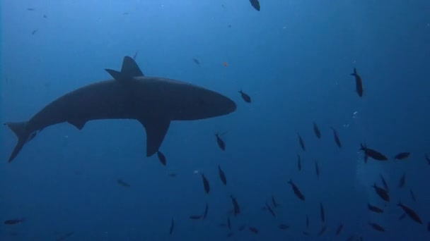 Fantástica inmersión con tiburones fuera de la isla de ROCA Partida . — Vídeo de stock