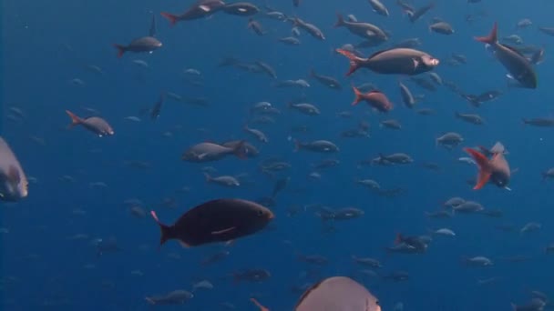 Plongées fascinantes au large de l'île de ROCA Partida . — Video