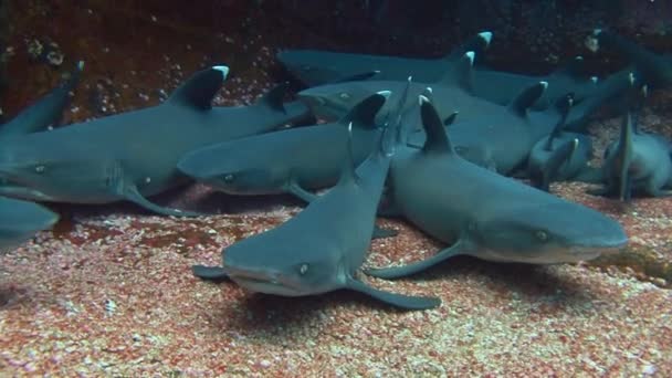 Fantástica inmersión con tiburones fuera de la isla de ROCA Partida . — Vídeos de Stock