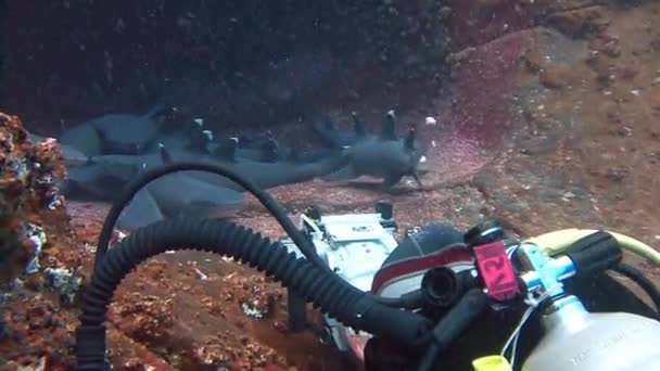 Fantástica inmersión con tiburones fuera de la isla de ROCA Partida . — Vídeos de Stock