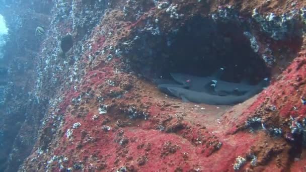Fantastische duiken met haaien uit de eiland van Roca Partida. — Stockvideo