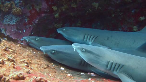 Plongée fantastique avec des requins au large de l'île de ROCA Partida . — Video