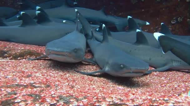 Fantástica inmersión con tiburones fuera de la isla de ROCA Partida . — Vídeo de stock