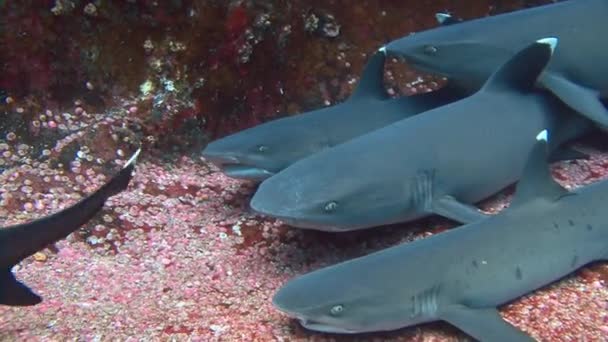 Fantastisk dyk med hajer ud for øen ROCA Partida . – Stock-video
