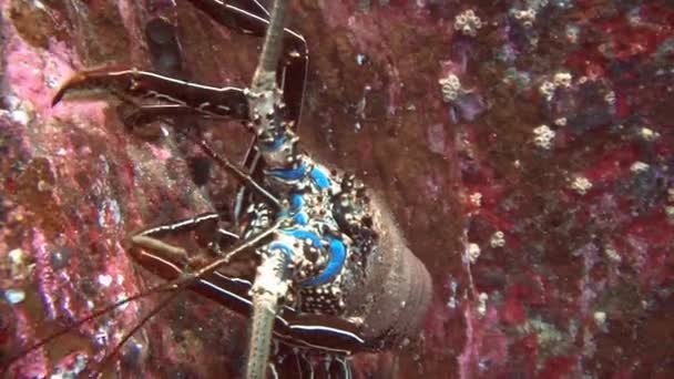 Lobster off the island of ROCA Partida. — Stock Video