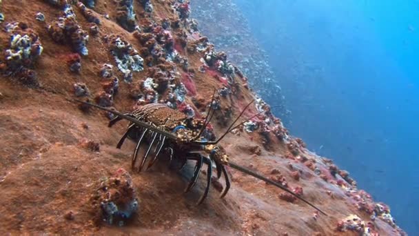 Homard au large de l'île de ROCA Partida . — Video