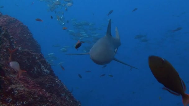 Fantástica inmersión con tiburones fuera de la isla de ROCA Partida . — Vídeos de Stock