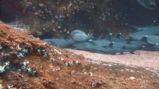 Mergulho fantástico com tubarões fora da ilha de ROCA Partida . — Vídeo de Stock