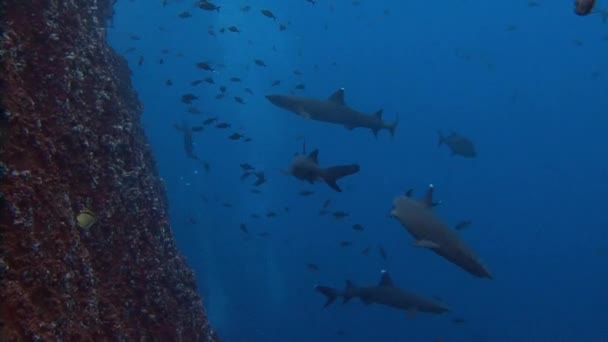 Fantasztikus merülés cápákkal ki Roca Partida sziget. — Stock videók