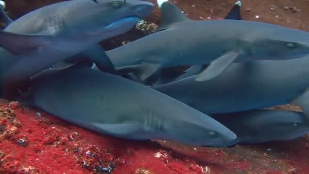 Fantasztikus merülés cápákkal ki Roca Partida sziget. — Stock videók
