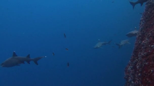 Traumhafter Tauchgang mit Haien vor der Insel Roca Partida. — Stockvideo