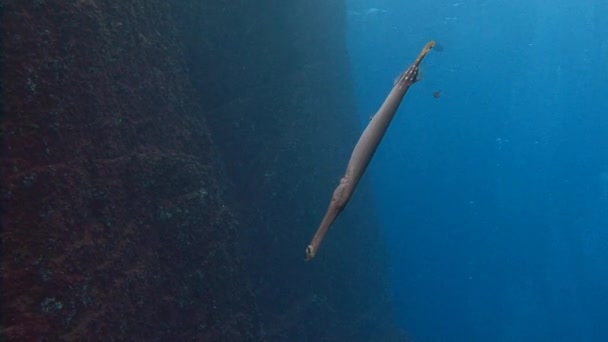 Trumpefish. Fascinující ponory z ostrova Roca Partida. — Stock video