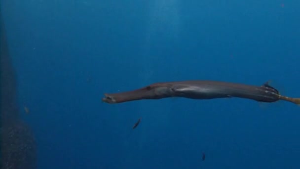 Trumpefish. Fascynujące nurkowania poza wyspa Roca Partida. — Wideo stockowe