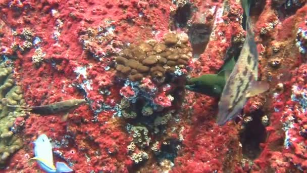 Affascinanti immersioni al largo dell'isola di ROCA Partida . — Video Stock