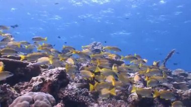 Balık snappers güzel mercan resif üzerinde renkli bir sürü.