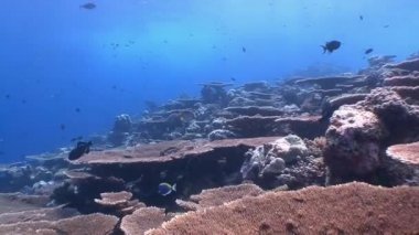 Güzel mercan ile lots-in tropikal balık.