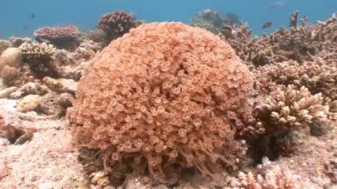 güzel mercan.