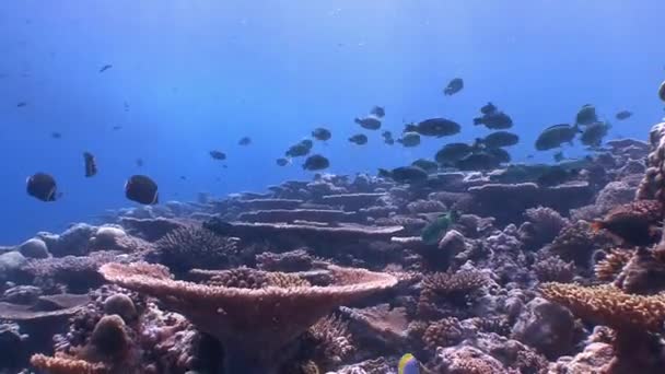Rebanho ativo de papagaios peixes sobre belo recife de coral . — Vídeo de Stock