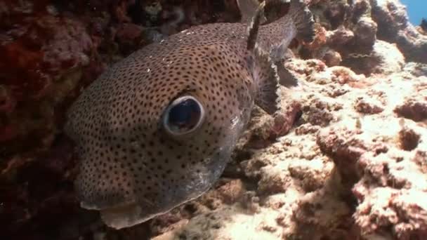 Very funny and trustful puffer fish. — Stock Video