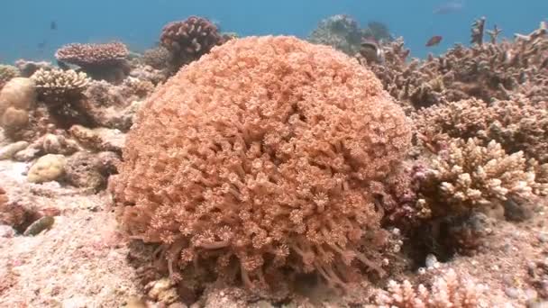 Πανέμορφες κοραλλιογενή ύφαλο. — Αρχείο Βίντεο