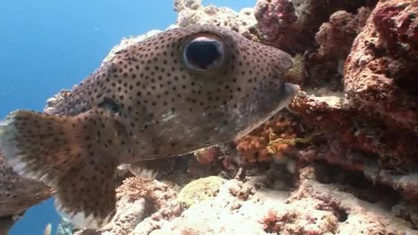 Very funny and trustful puffer fish. — Stock Video