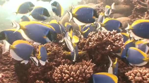 Aktiva flock fisk tangs kirurger. — Stockvideo