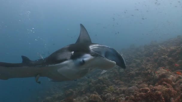 Großer Tauchgang mit großen Mantarochen. — Stockvideo