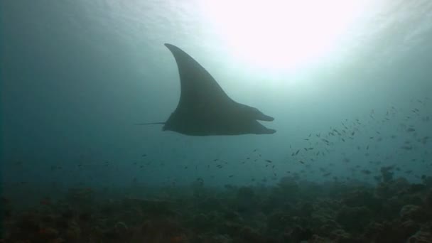 Grande mergulho com grandes raios manta . — Vídeo de Stock