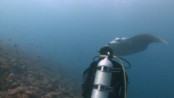 Grote duiken met grote manta rays. — Stockvideo