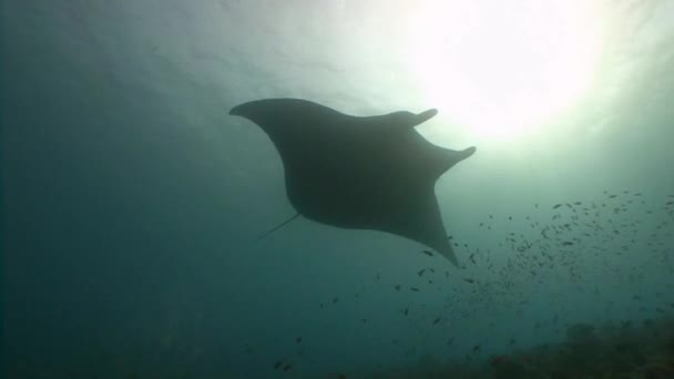 Großer Tauchgang mit großen Mantarochen. — Stockvideo