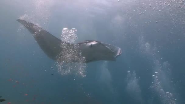 Grande plongée avec de grands raies manta . — Video