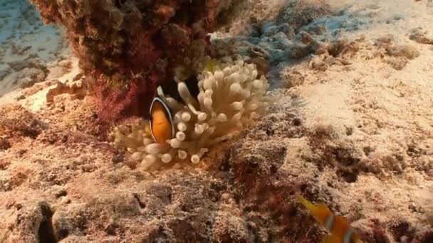 Szimbiózis, bohóc-halak és korallok. — Stock videók