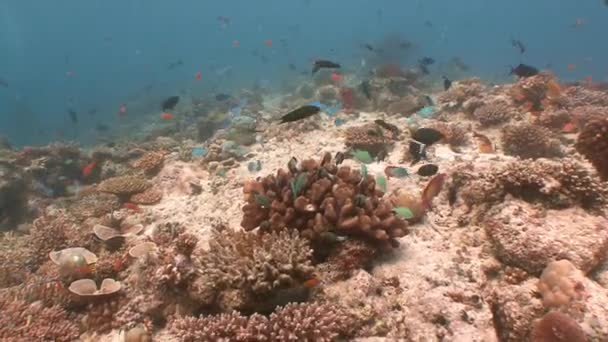 Belo recife de coral com muitos peixes tropicais . — Vídeo de Stock